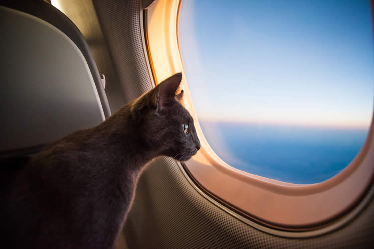 Cat in plane window