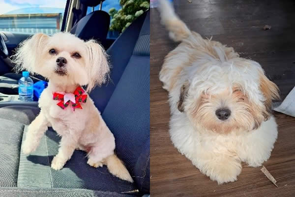 Veronika's dogs Coco-Chanel & Gucci-King