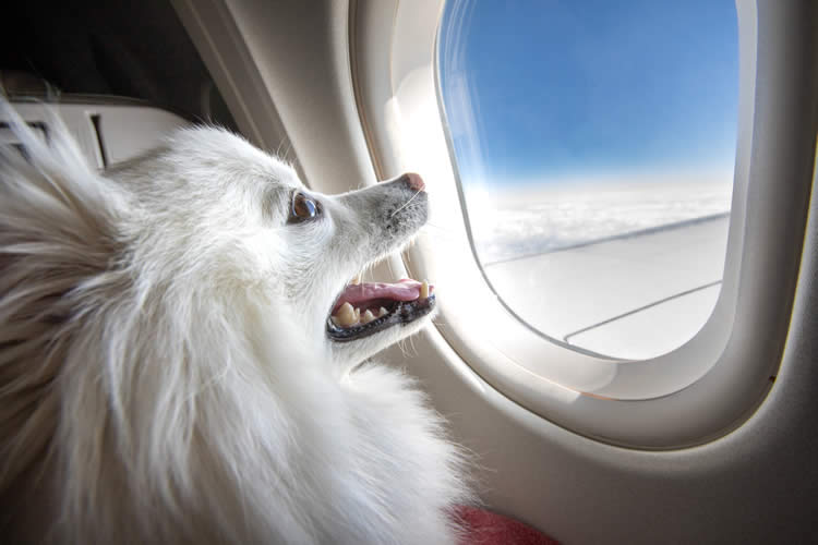 Dog in plane window