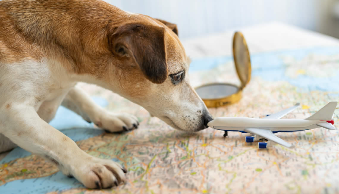 Dog looking at map