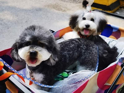 Ji Yi's dogs