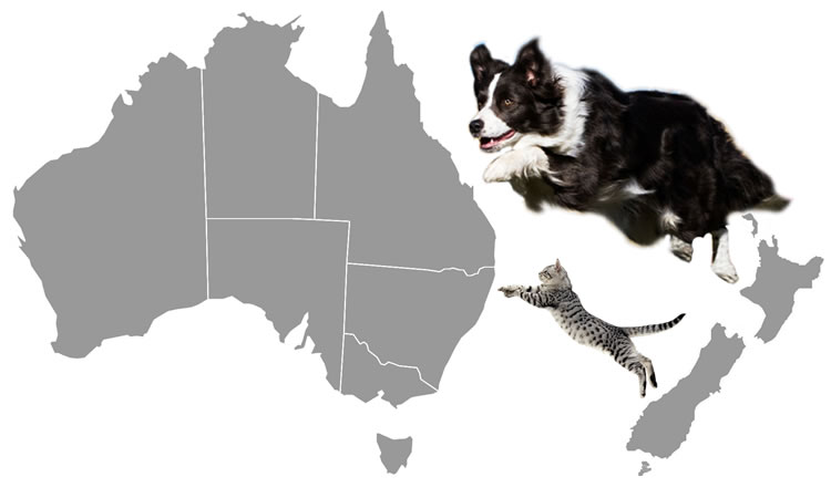 Pets jumping to Australia from NZ